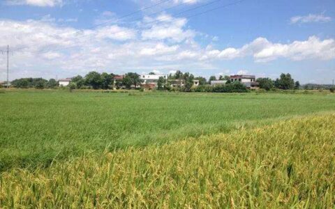 违章建筑强拆的法律程序及农村违章建筑拆除的流程