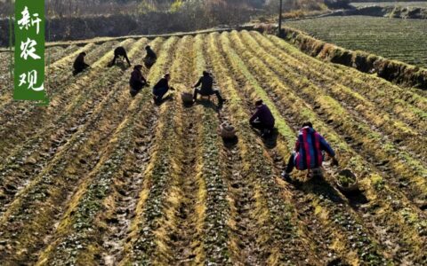 国家关于农村土地流转政策及农村土地流转补偿新标准