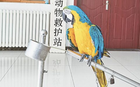 养金刚鹦鹉犯法吗及养金刚鹦鹉的法律规定