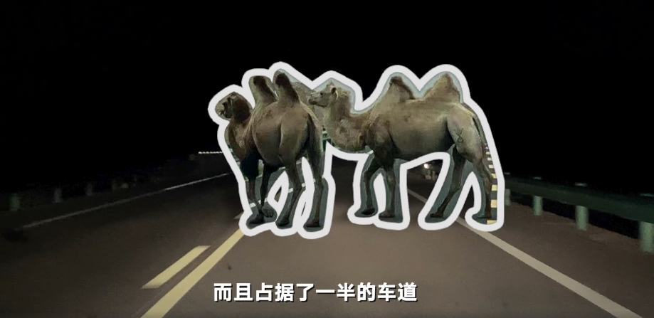 凌晨回访于月仙车祸地点：双向车道漆黑无灯，视野受限，骆驼穿行不怕人和车