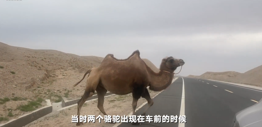 凌晨回访于月仙车祸地点：双向车道漆黑无灯，视野受限，骆驼穿行不怕人和车