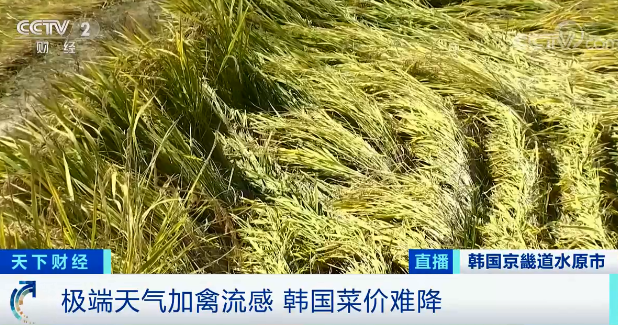这里,物价疯涨!一个梨20多元!鸡蛋价格大涨超50%!民众直呼“吃不消”…