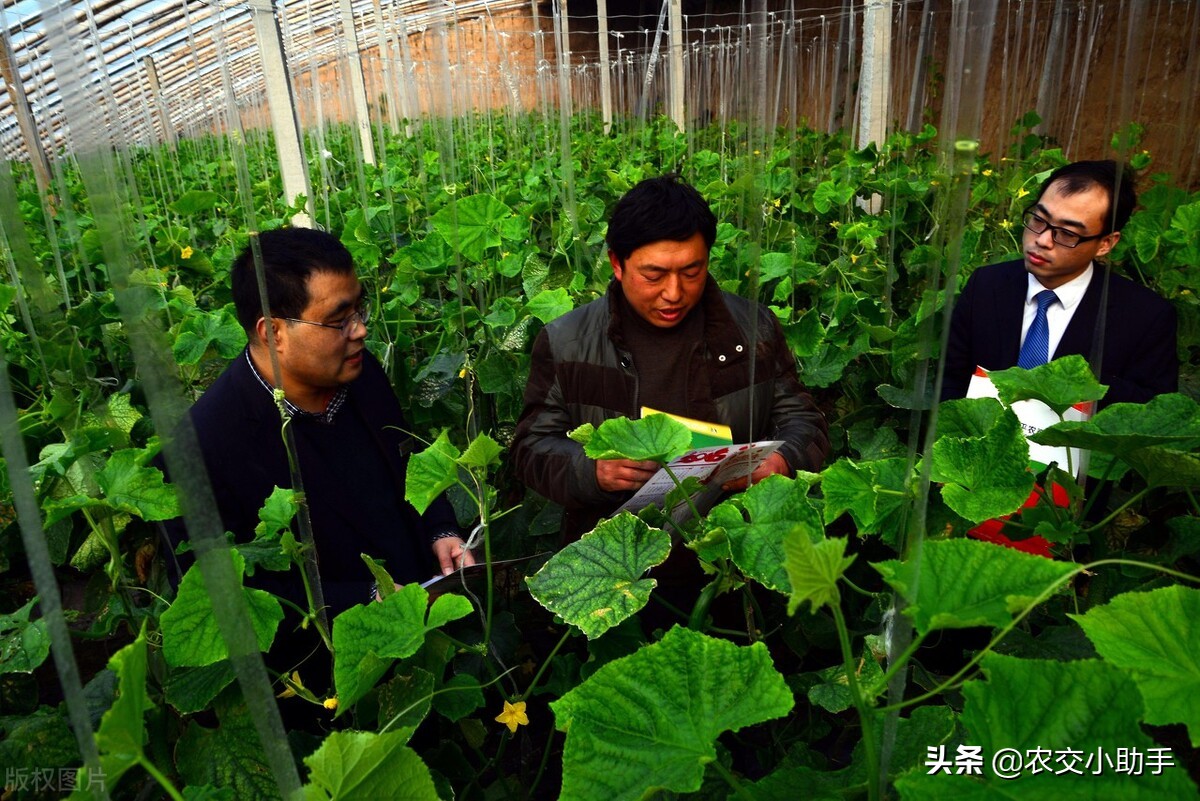 申请农业贷款后一般多久发放？有哪几种贷款方式？
