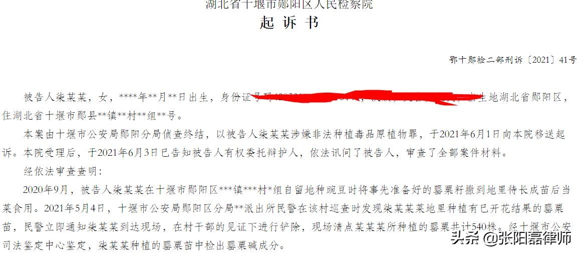 1株就违法？江苏、内蒙、湖北多人种植罂粟被抓，刑法怎么规定？