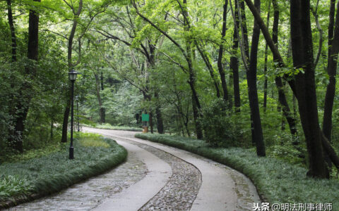 滥伐林木罪连标准是什么及最新滥伐林木立案标准