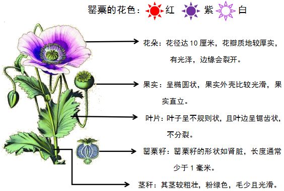 一株也不行!烟台多人因种植它被处罚!快看看你家有没有!