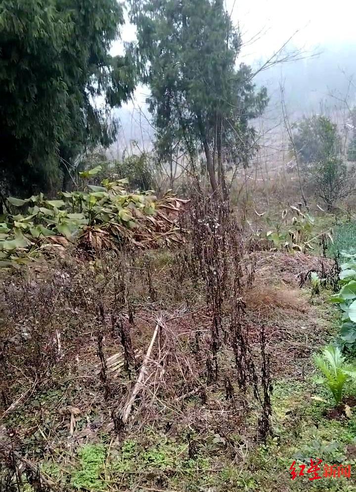 六旬夫妇遭胡蜂蜇伤身亡:摘蜂人被控过失致人死亡,一审被判无罪 检方拟抗诉