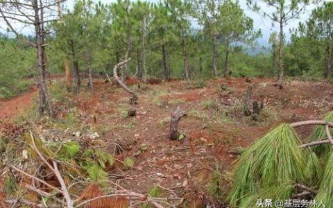 林地补偿标准是多少及乡村修路占用林地赔偿标准