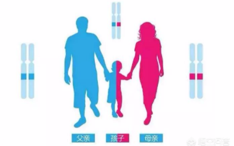 亲子鉴定的原理是什么及dna检测原理和方法