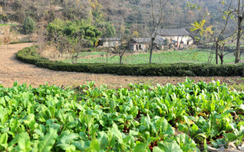 农村土地纠纷案例怎么解决及农村土地承包纠纷案例精选