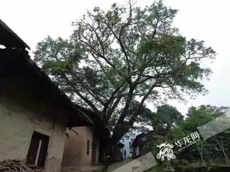 《重庆市城市园林绿化条例》两周年交成绩单：“开往春天的列车”爆火、城市公园超2000个……