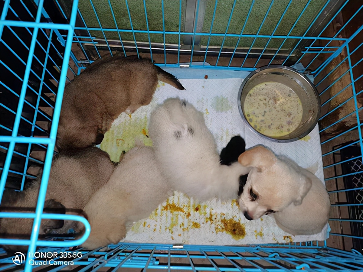 嘉定发现大量宠物盲盒，警方、志愿者紧急救下上百只奶猫奶狗