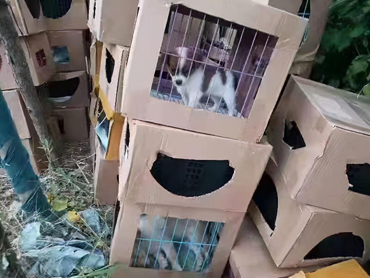 嘉定发现大量宠物盲盒，警方、志愿者紧急救下上百只奶猫奶狗