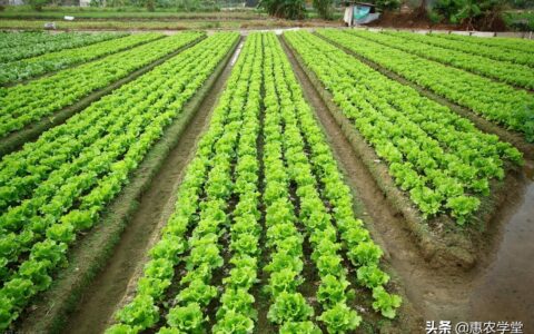 农村土地政策是什么及农村土地确权法律法规