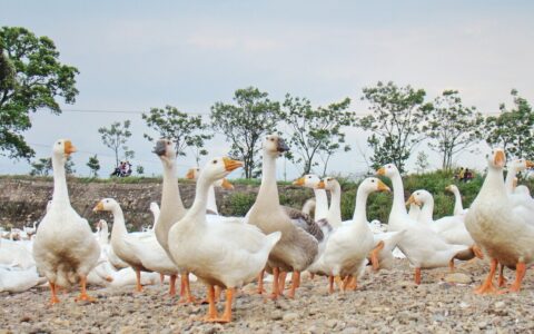 农业补贴政策有哪些及国家农业补贴项目明细