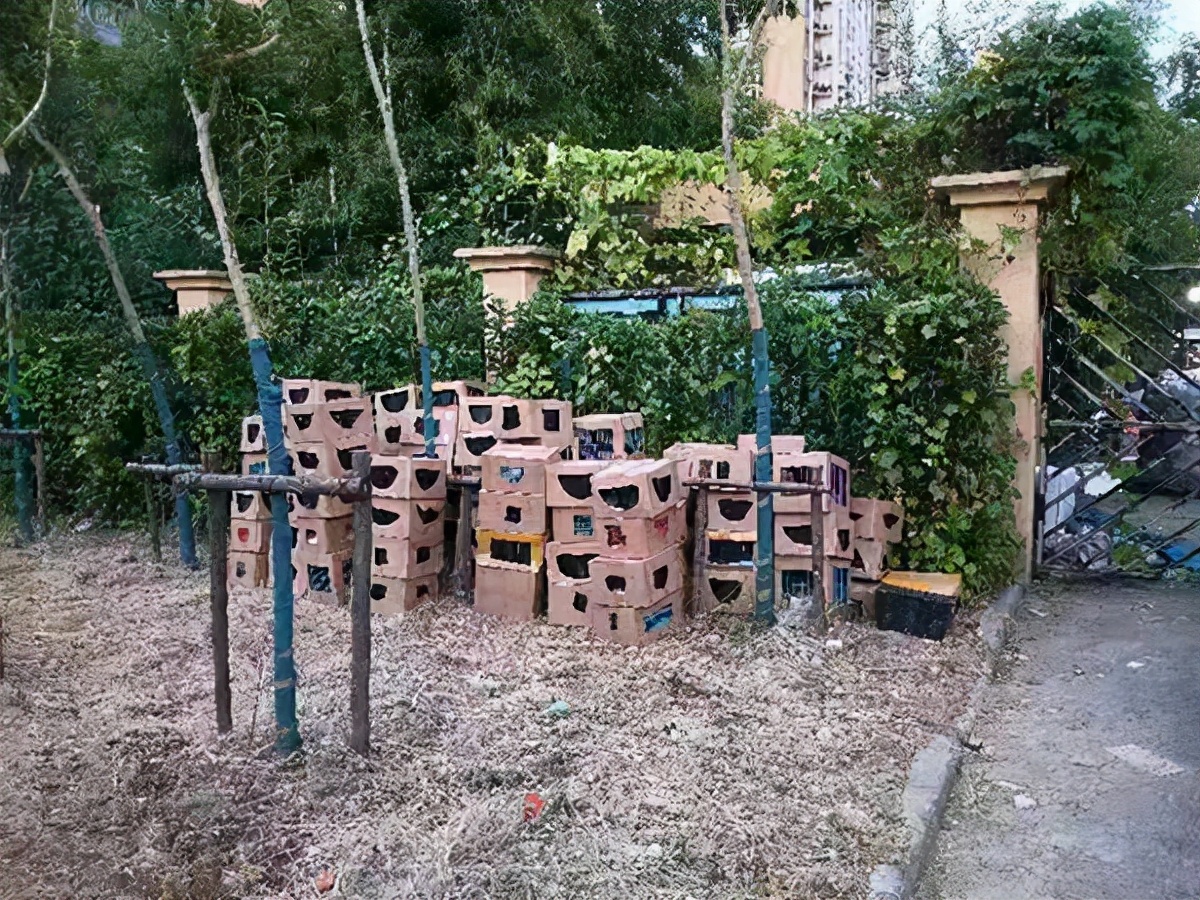 嘉定发现大量宠物盲盒，警方、志愿者紧急救下上百只奶猫奶狗