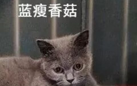 什么程度骚扰可以报警及电话骚扰罪立案标准