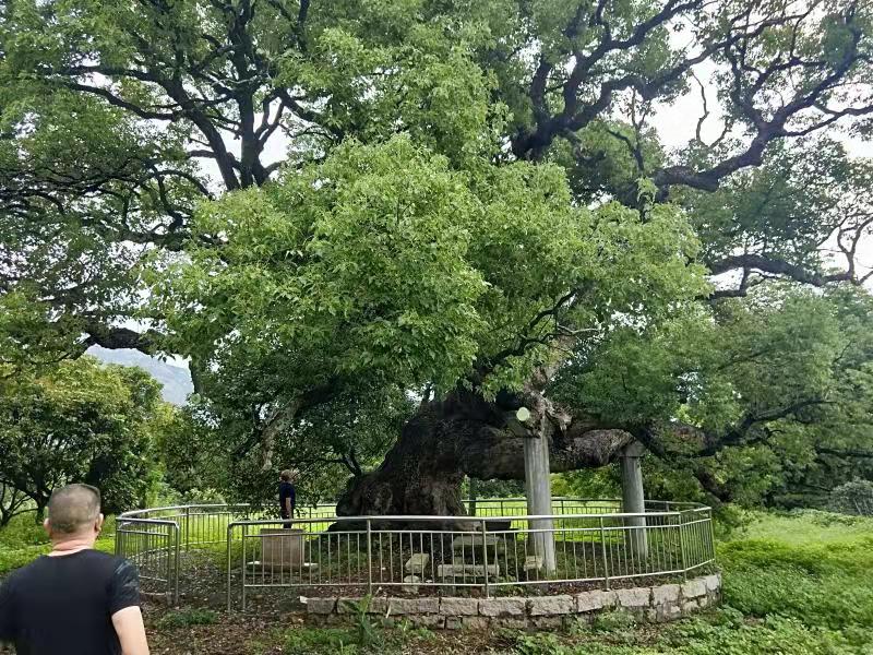 林业局:保护古树名木传承历史文化 促进生态文明建设和经济可持续发展