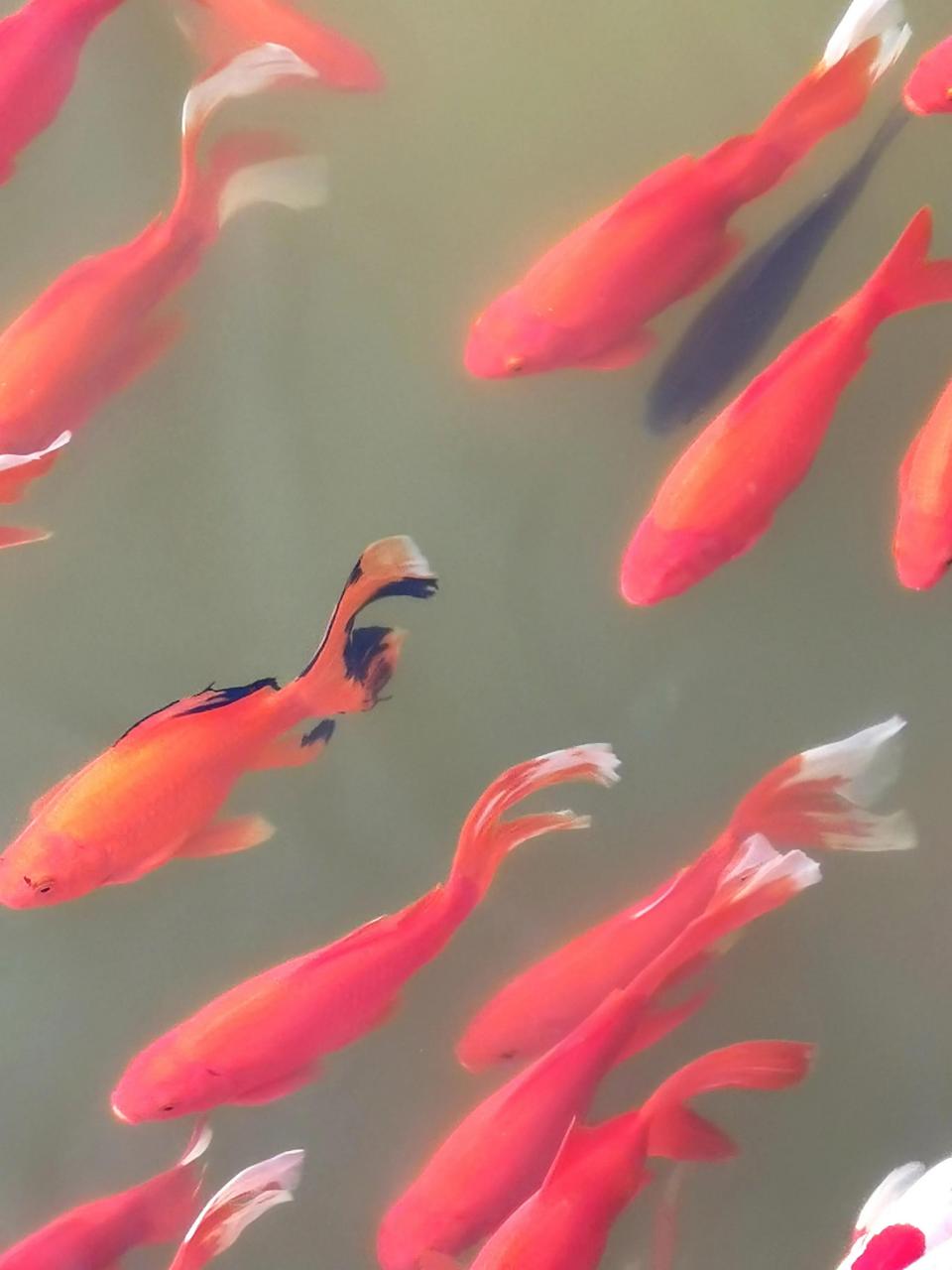 什么是诉前调解？