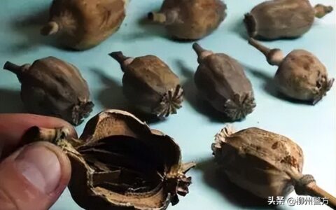 罂粟花种多少犯法及罂粟花种植的法律规定