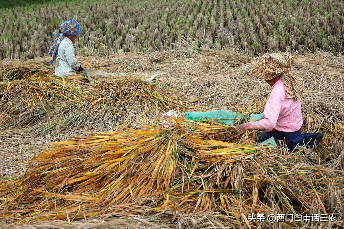 真正的农业税并不是很高，国家为什么要全面取消农业税？