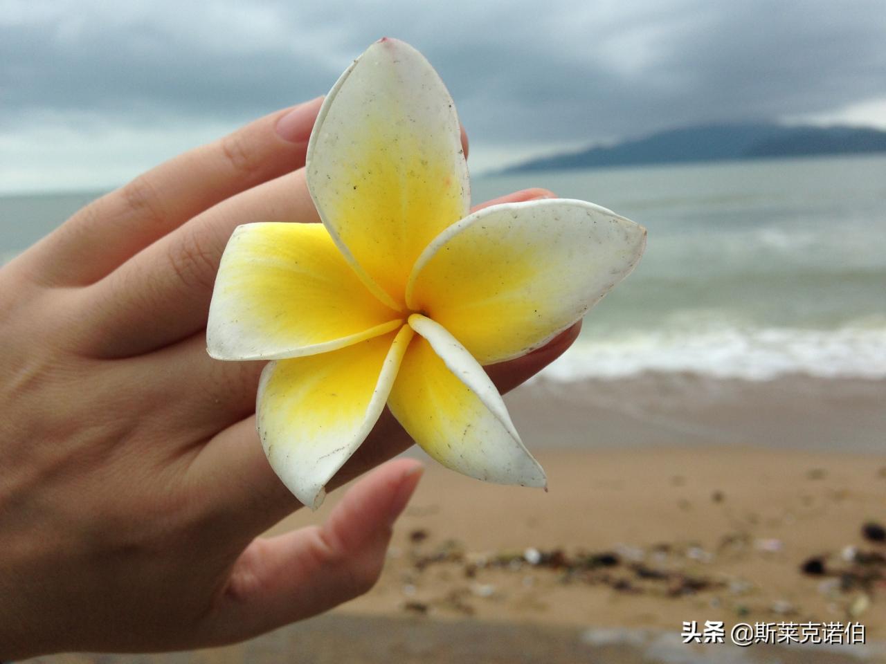 一份旅行保险中都包含哪些内容呢？