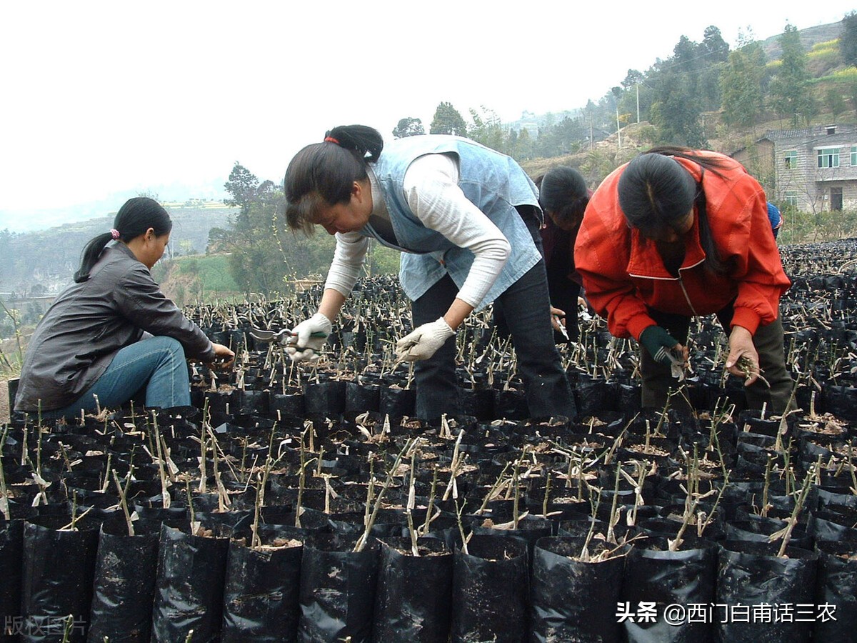 真正的农业税并不是很高，国家为什么要全面取消农业税？