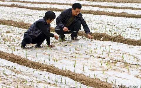 土地流转可以流转给外村人吗？这些点要特别注意