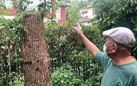 上海市绿化条例有哪些及关于树木的法律规定