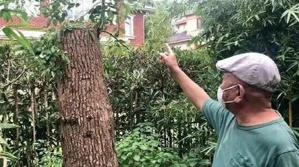 上海居民“修剪自家的树”被罚14万！官方称可申请行政复议