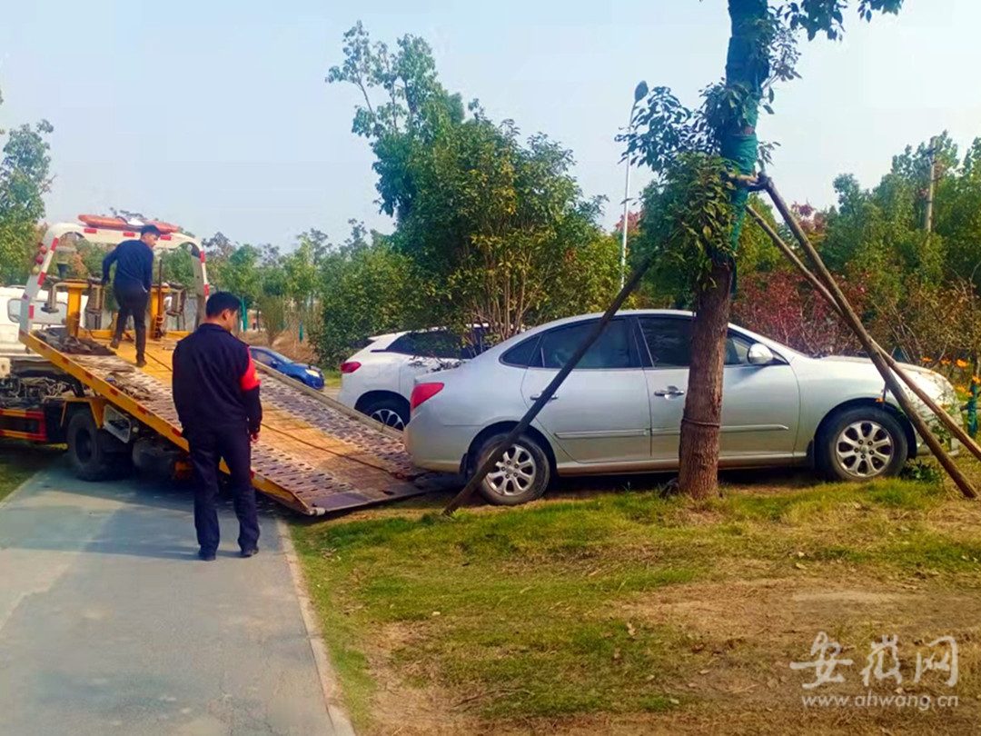 乱停车为何被罚500元?合肥城管:毁绿了