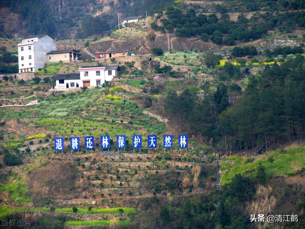 退耕还林2022年政策有哪些？区域不同标准不同