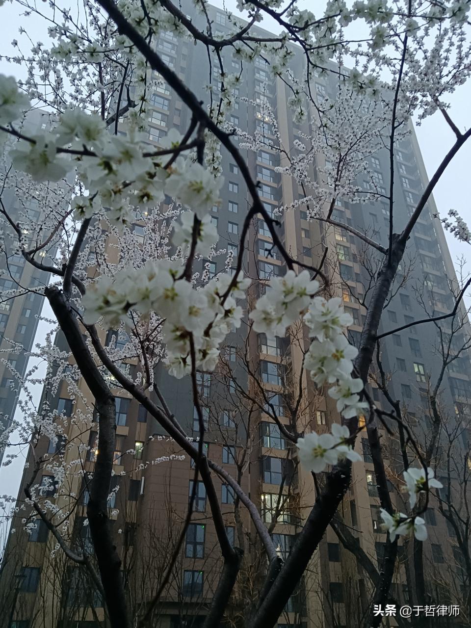 合同的解除