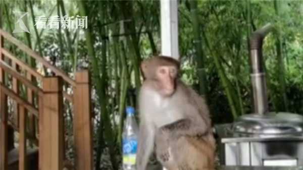 养只猴子当宠物?专家:不仅违法还可能送命