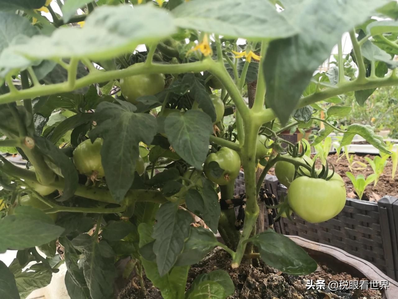个人劳务报酬与经营所得的识别分析与涉税注意事项