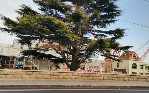 山东刑事辩护律师及山东省刑事案件最好的律师
