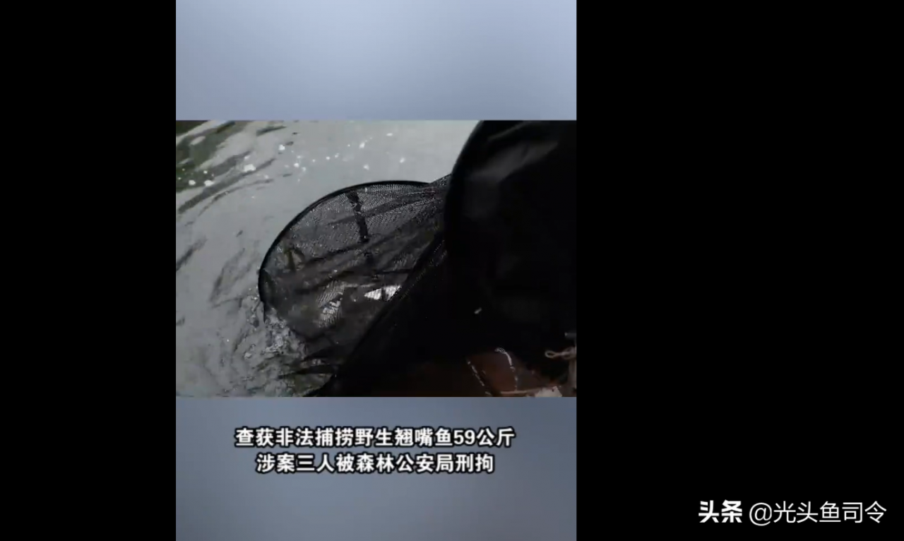 永州3名男子钓获69斤翘嘴鱼，为何被刑拘？原因有3点