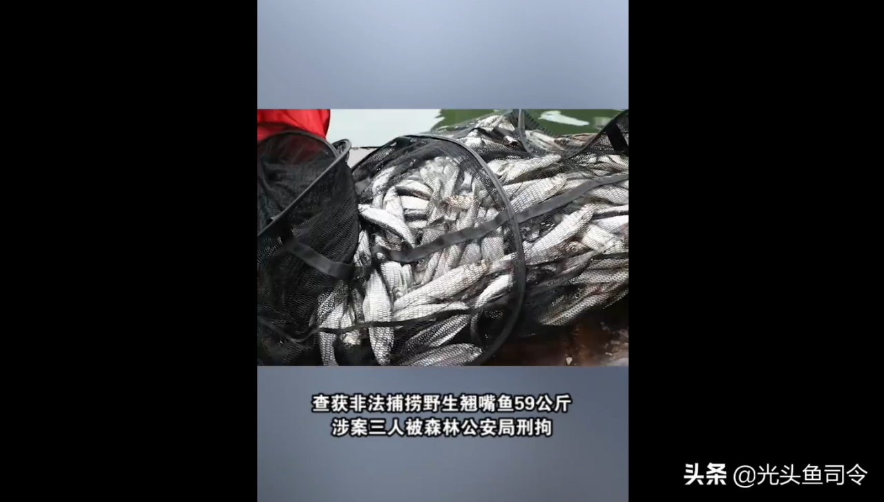 永州3名男子钓获69斤翘嘴鱼，为何被刑拘？原因有3点