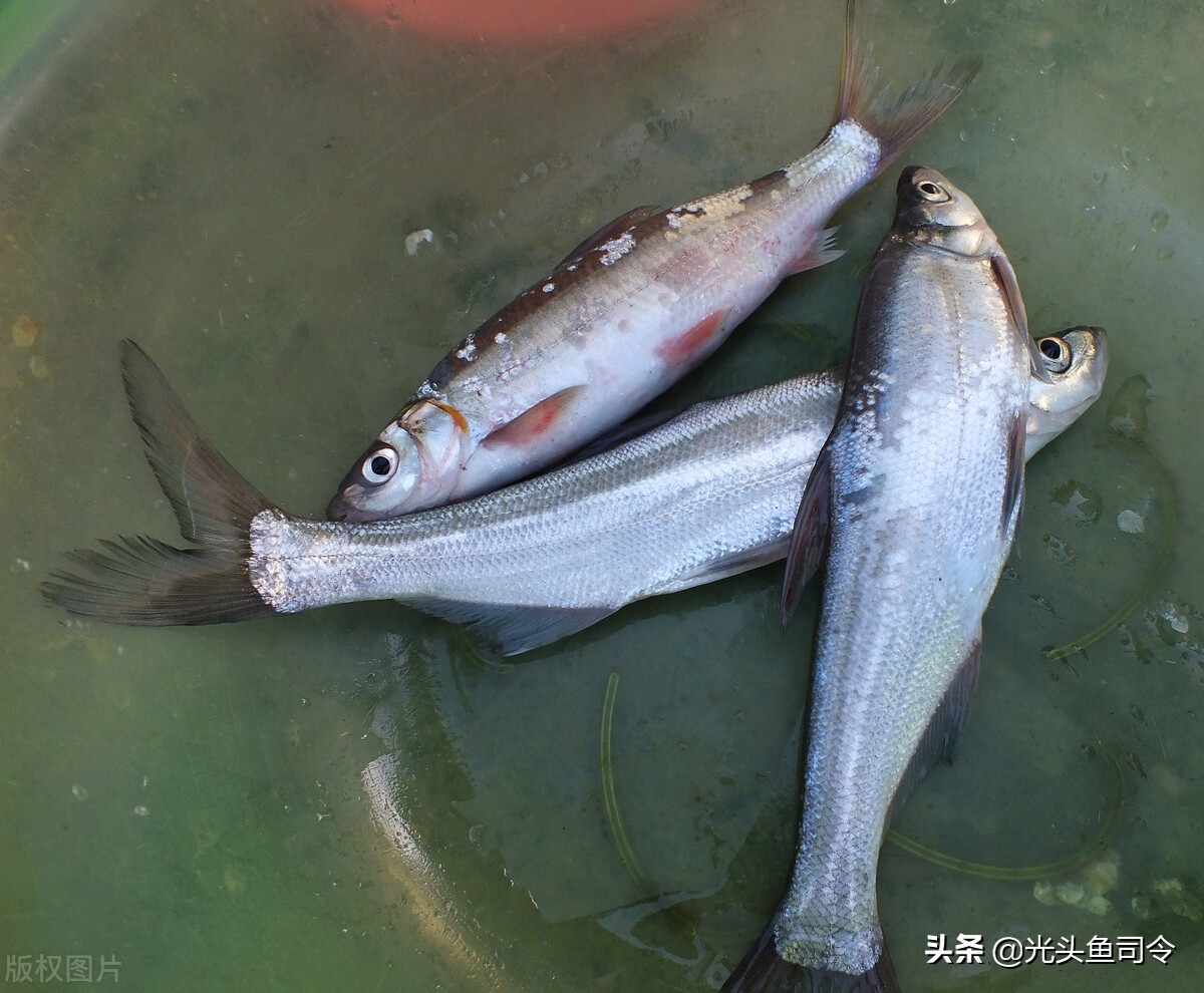 永州3名男子钓获69斤翘嘴鱼，为何被刑拘？原因有3点