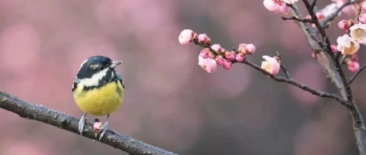 中华人民共和国发票管理办法-2019.3.18