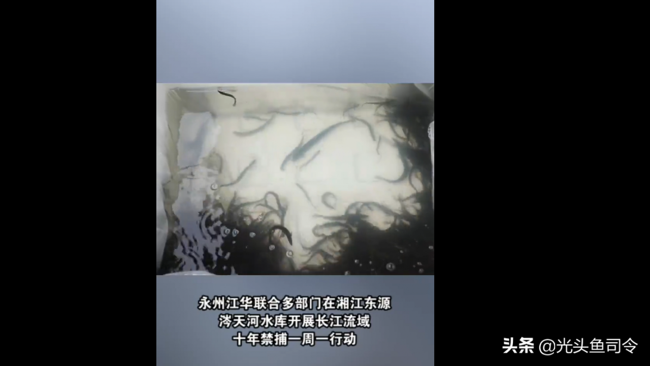 永州3名男子钓获69斤翘嘴鱼，为何被刑拘？原因有3点