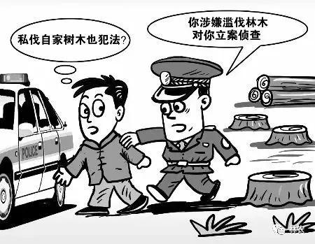 滥伐自己的林木，林木如何处理？