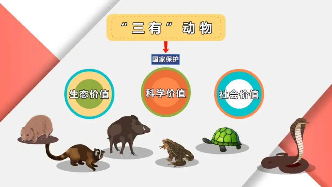 贵溪2男子非法狩猎野生鸟，判了！