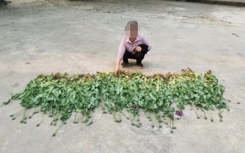 罂粟花种植多少违法及罂粟花种植的法律规定