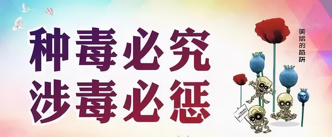 罂粟，种植一棵也违法