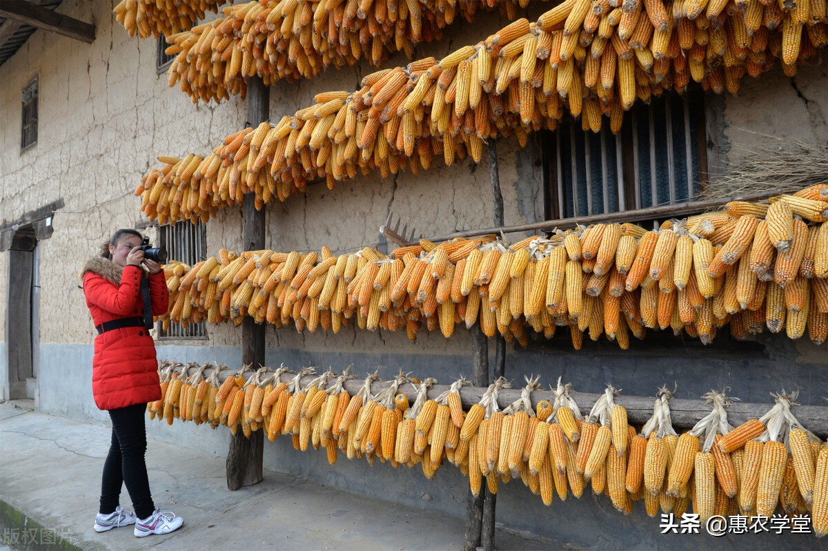 2022粮食补贴几月发放?一亩地可领多少钱?哪些人可领?一文解读