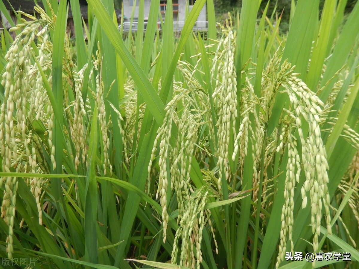 2022粮食补贴几月发放?一亩地可领多少钱?哪些人可领?一文解读