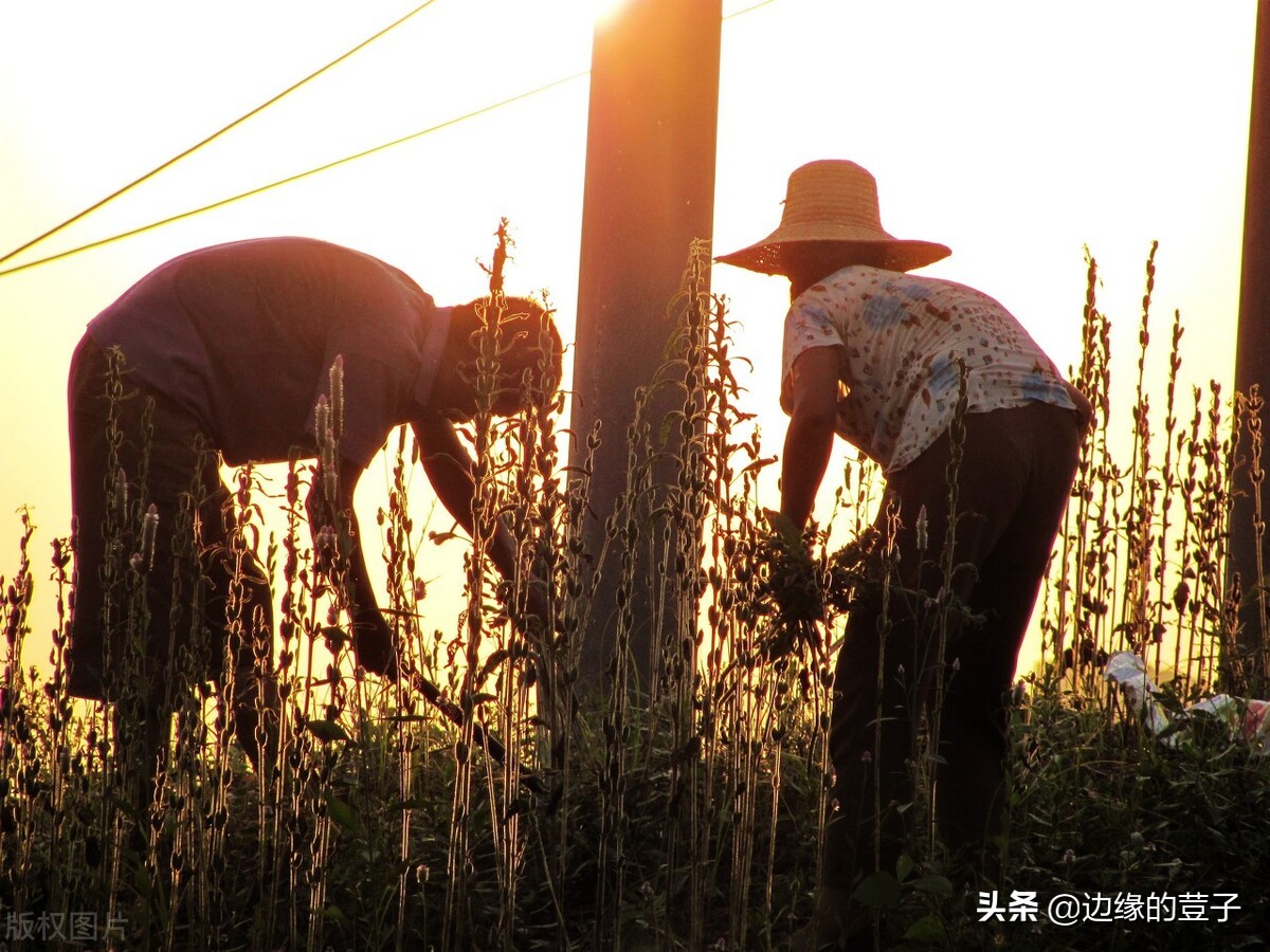 2022年，村民组长60岁后有没补贴？部分经济发达地区才有，早了解