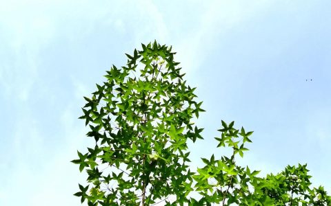 交通事故赔偿