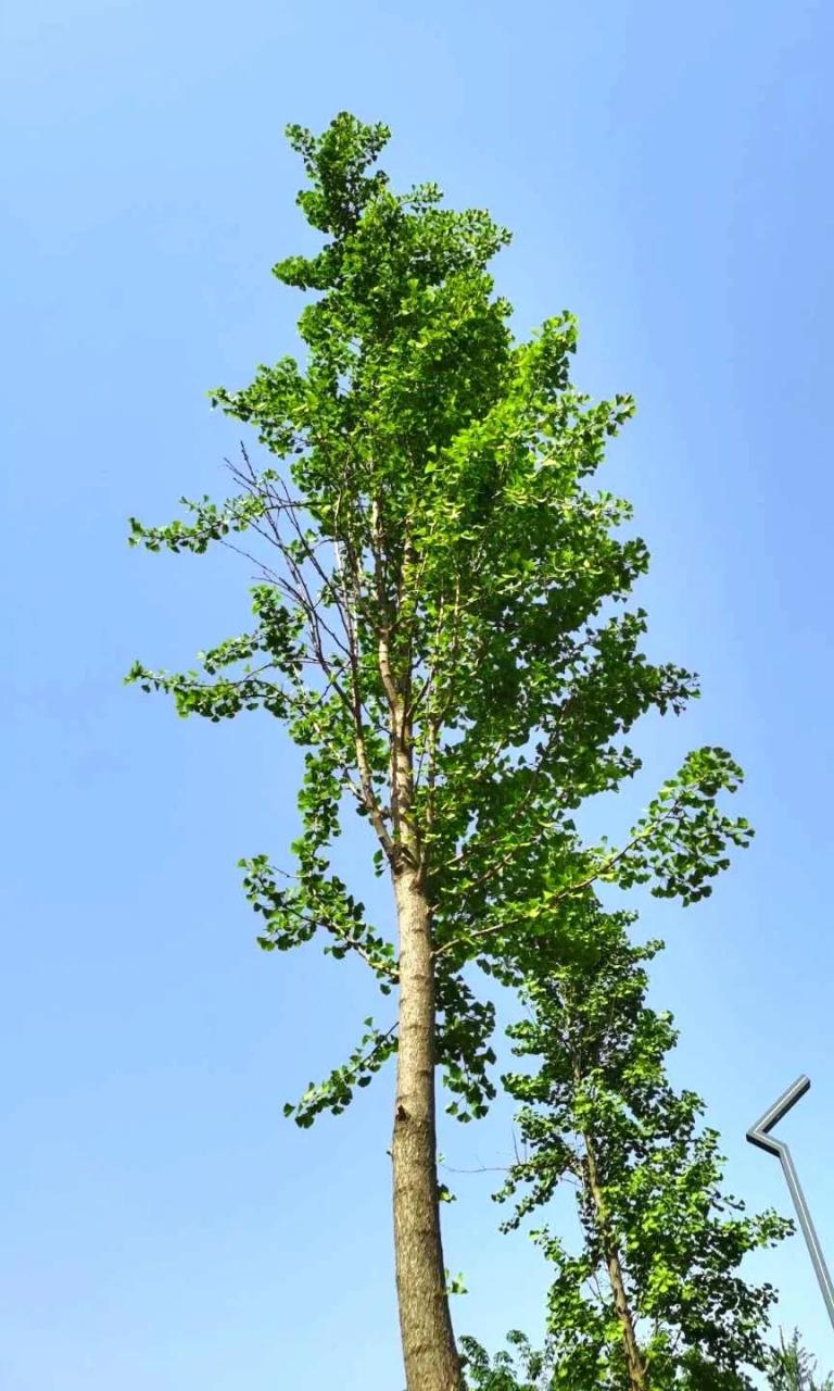 交通事故赔偿